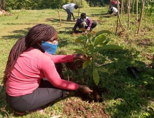 PLANT 1,000 TREES IN KENYA